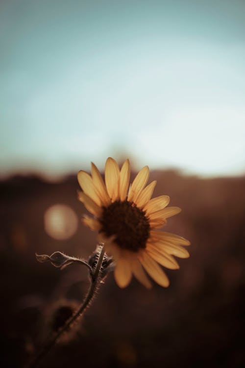 Close-Up Shot of a Sunflower in Bloom