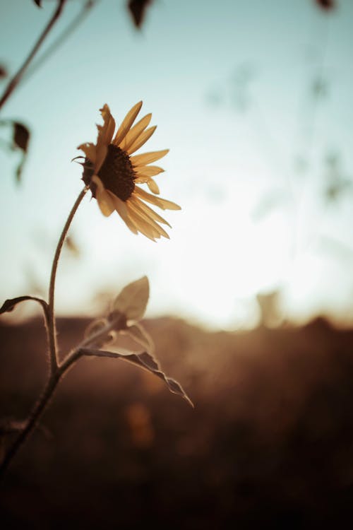 Free Close-Up Shot of a Sunflower in Bloom Stock Photo