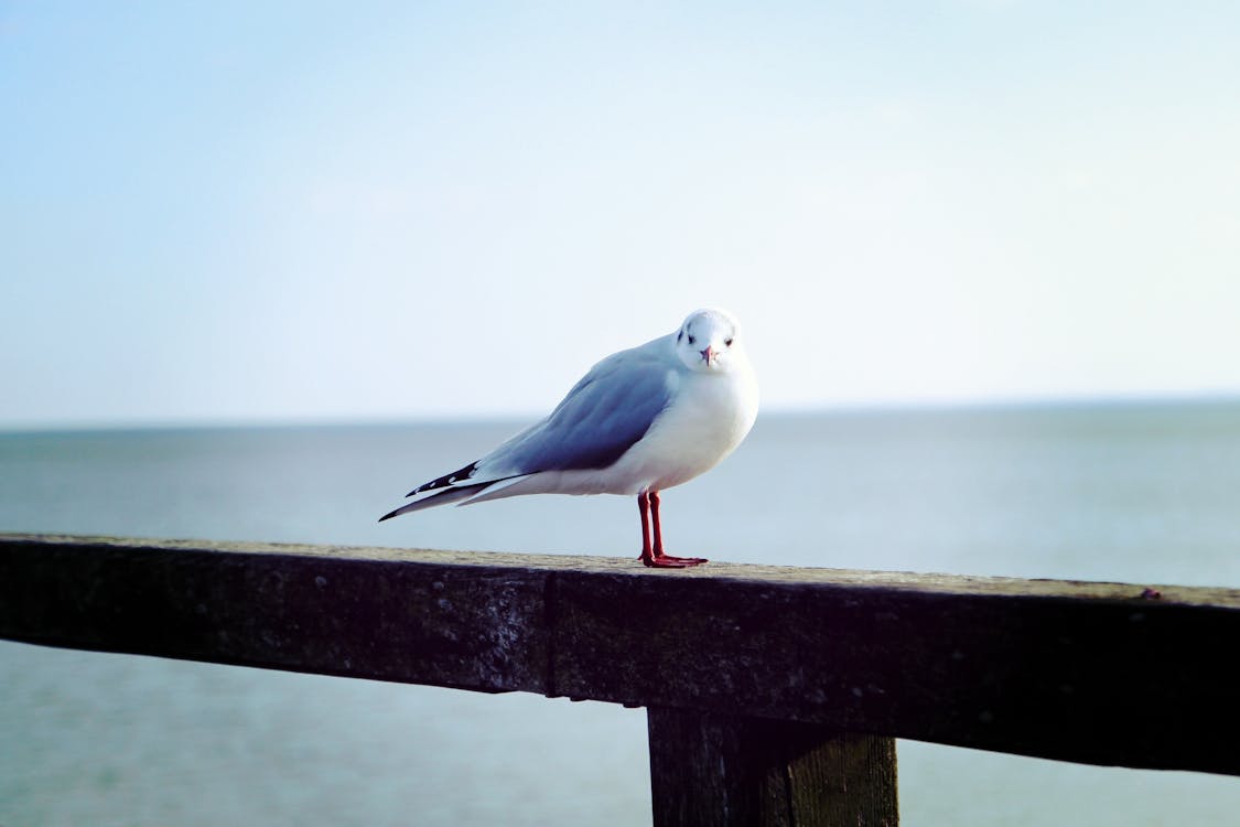 Безкоштовне стокове фото на тему «крила, морський птах, пір’я» стокове фото