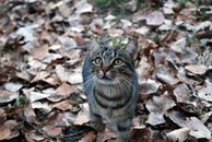 Brown Tabby Cat on Dried Leaves