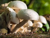 特写镜头捕捉了森林地面上沾满露珠的白蘑菇，凸显了自然之美