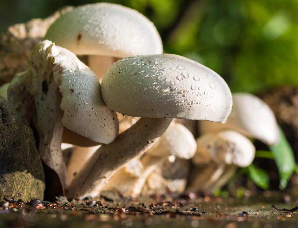 Beige Mushrooms on Focus Photo