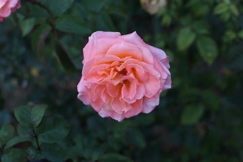 Free Close-Up Shot of a Pink Rose in Bloom Stock Photo