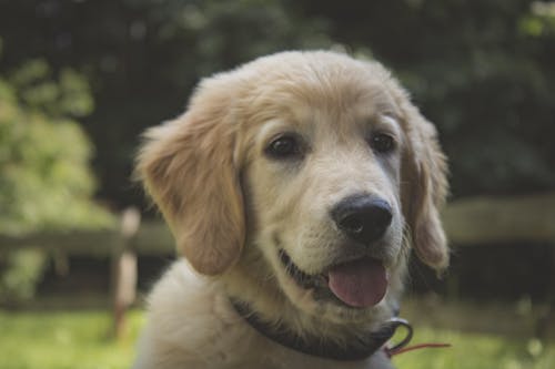 Foto profissional grátis de acasalar, adorável, animal