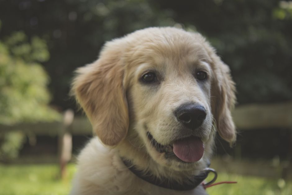 Charming portrait of a young golden retriever puppy playfully posing in a lush outdoor setting.