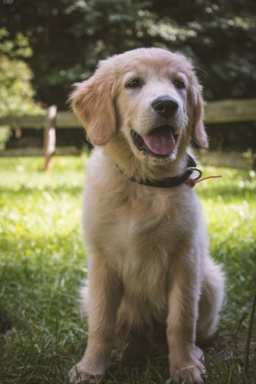 Free Adorable young golden retriever puppy sitting on grass in a sunny day. Stock Photo