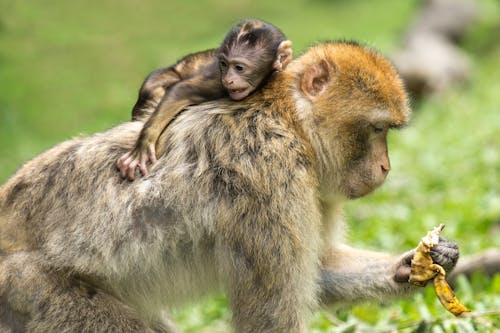 Free Baby Monkey Hanging at the Back Off Adult Monkey Stock Photo