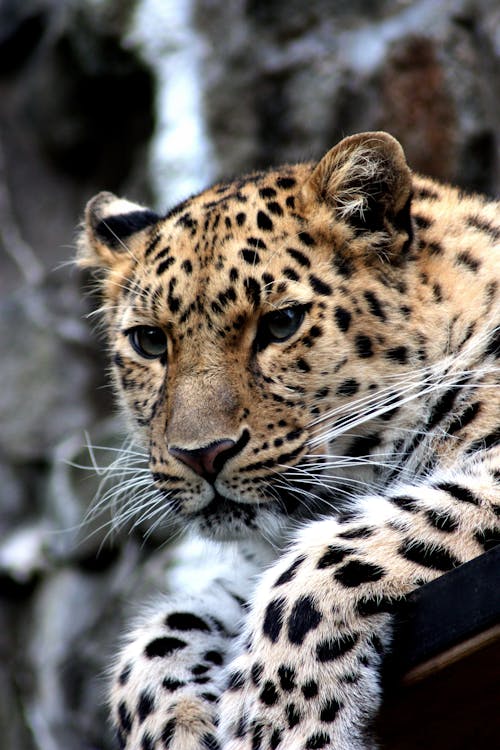 Focus Photography of Black and Brown Leopard Sitting