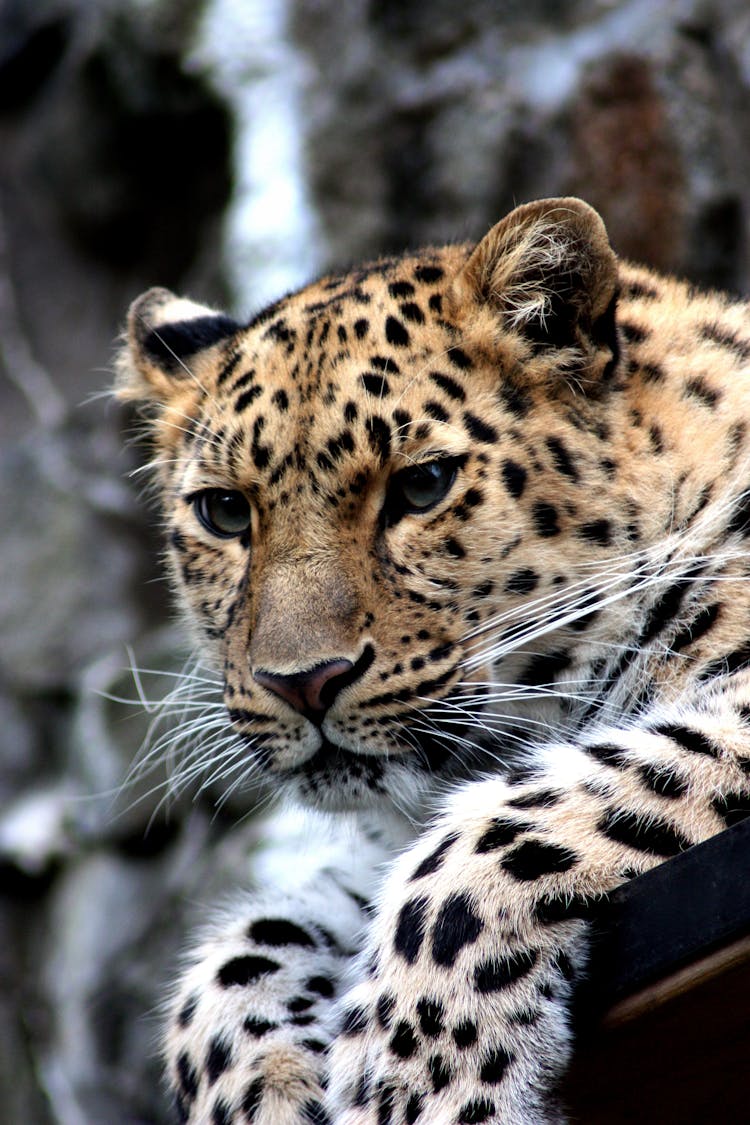 Focus Photography Of Black And Brown Leopard Sitting