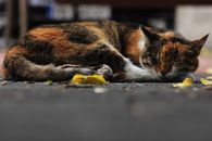 一只花布猫静静地睡在落叶环绕的人行道上，透着宁静