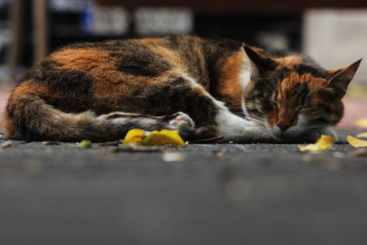 一只花布猫静静地睡在落叶环绕的人行道上，透着宁静
