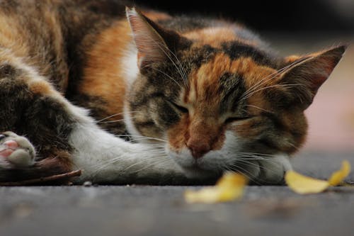 Immagine gratuita di addormentato, animale, avvicinamento