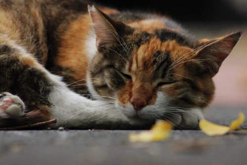 Free A cozy calico cat sleeps soundly on the ground amidst scattered autumn leaves. Stock Photo