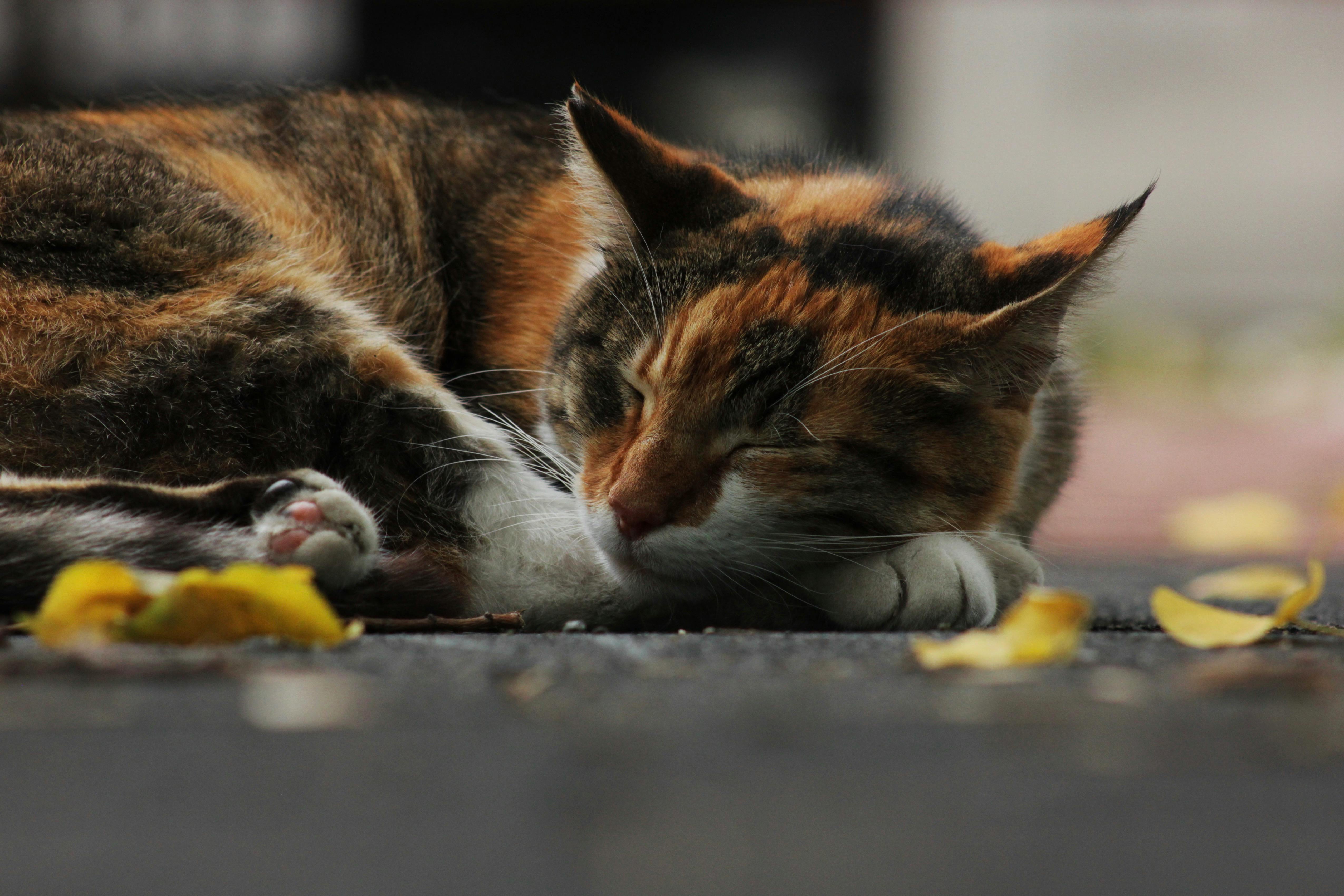 这是一张宁静的特写：一只印花猫睡在户外，四周环绕着秋叶