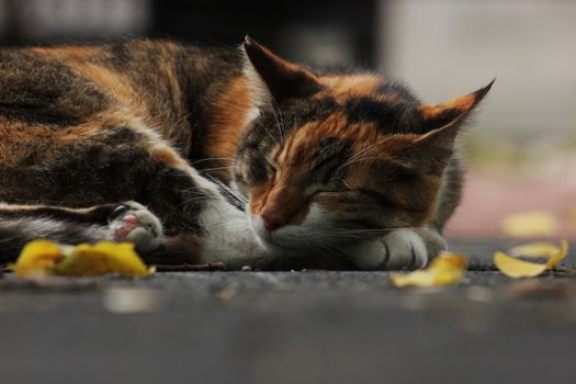 这是一张宁静的特写：一只印花猫睡在户外，四周环绕着秋叶