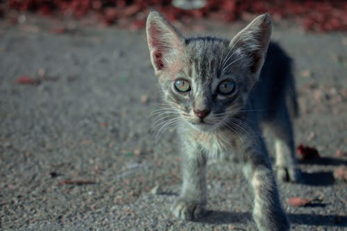 Tabby Cat in Close Up Photography