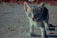 Silver Tabby Kitten on Gray Concrete Floor