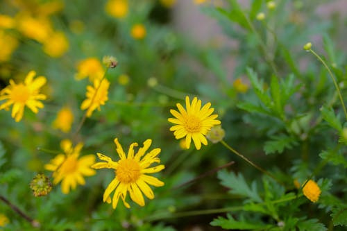 Fotobanka s bezplatnými fotkami na tému aróma, botanický, botanika