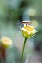 Black and White Bug on Yellow Flower