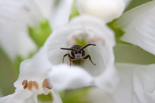 Free A Bee on White Flower Stock Photo