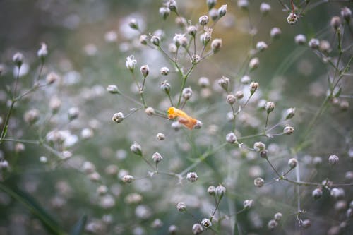 Foto d'estoc gratuïta de brots, enfocament selectiu, flor