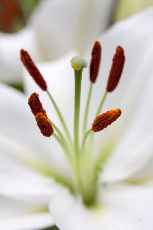 Close Up Photo of a Flower