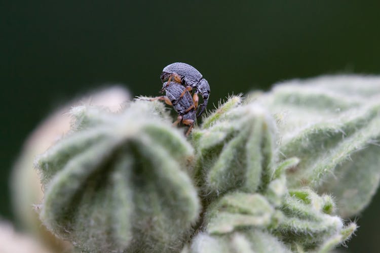 Beetles On Cactus