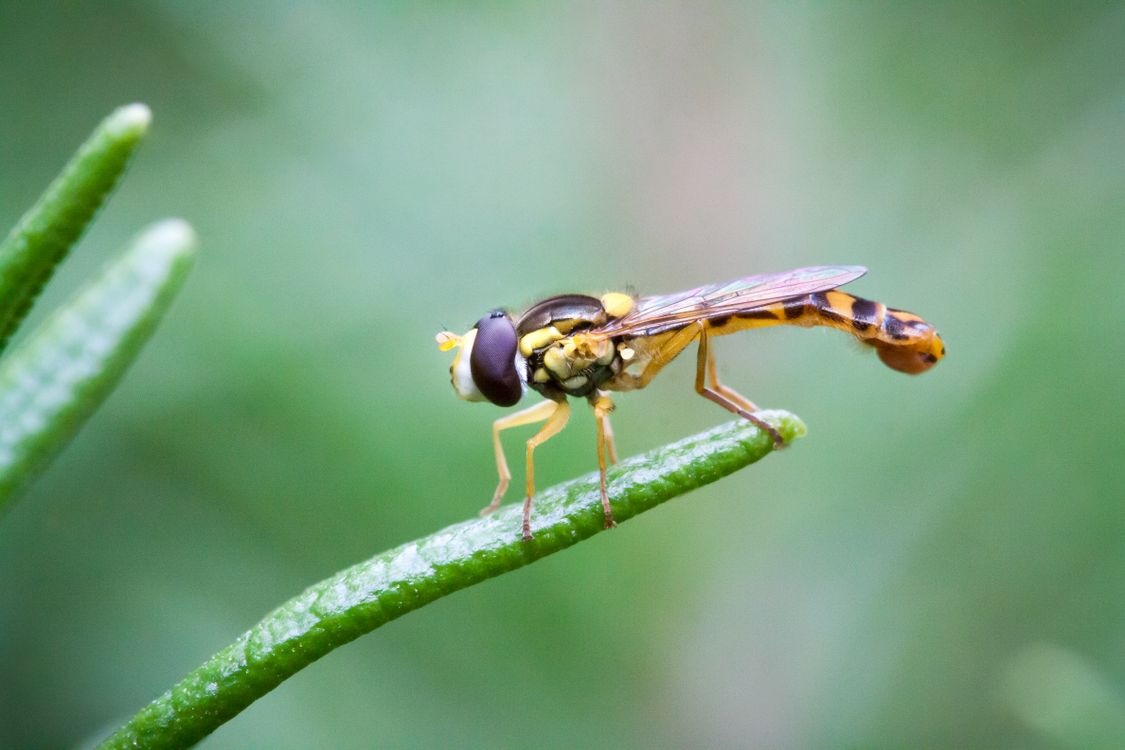 Yellow Macro Insect Yellow and Black Insect on Green Leaf in Macro Photography · Free Stock ...