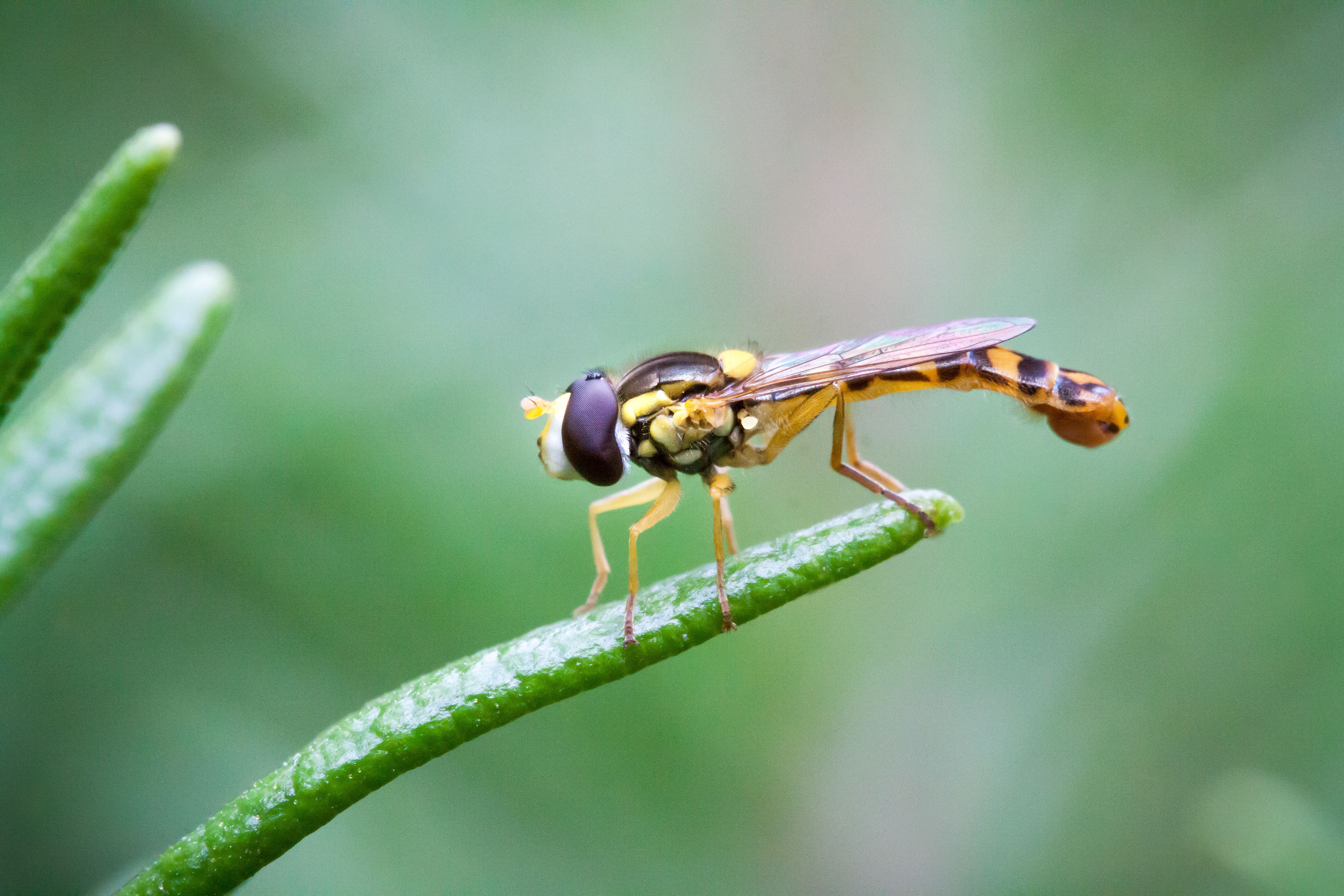 A Close-Up Shot of a Hoverfly Pollinating a Flower · Free Stock Photo