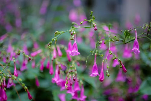 Delicate violet flower in green garden