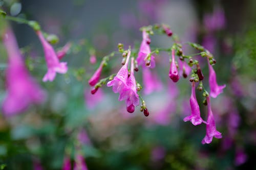 Closeup of vivid violet flower with thin petals blooming on spring day in forest