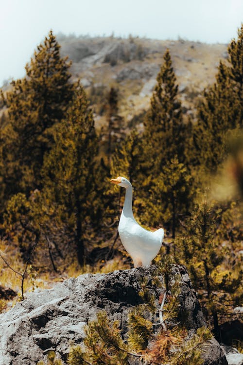 Fotobanka s bezplatnými fotkami na tému hus, skalný útvar, vták