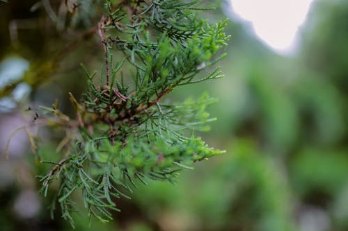 Closeup of evergreen spruce with soft needles growing in green park in daylight