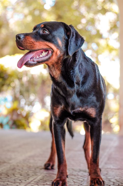 Free stock photo of dog, rottweiler