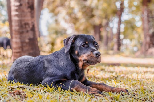 Free stock photo of puppy photography, rottweiler