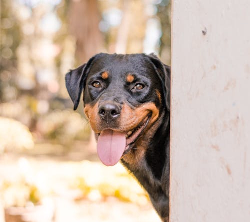 Free stock photo of dog, rottweiler