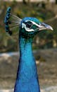 Close up of Peacock Head