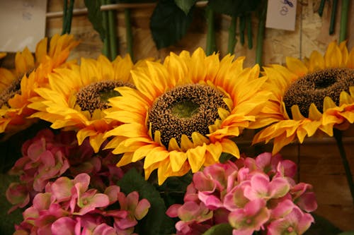 Free stock photo of fiori, firenze, girasole