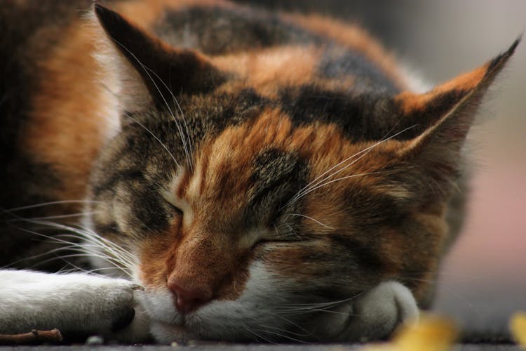 Brown Black And White Cat