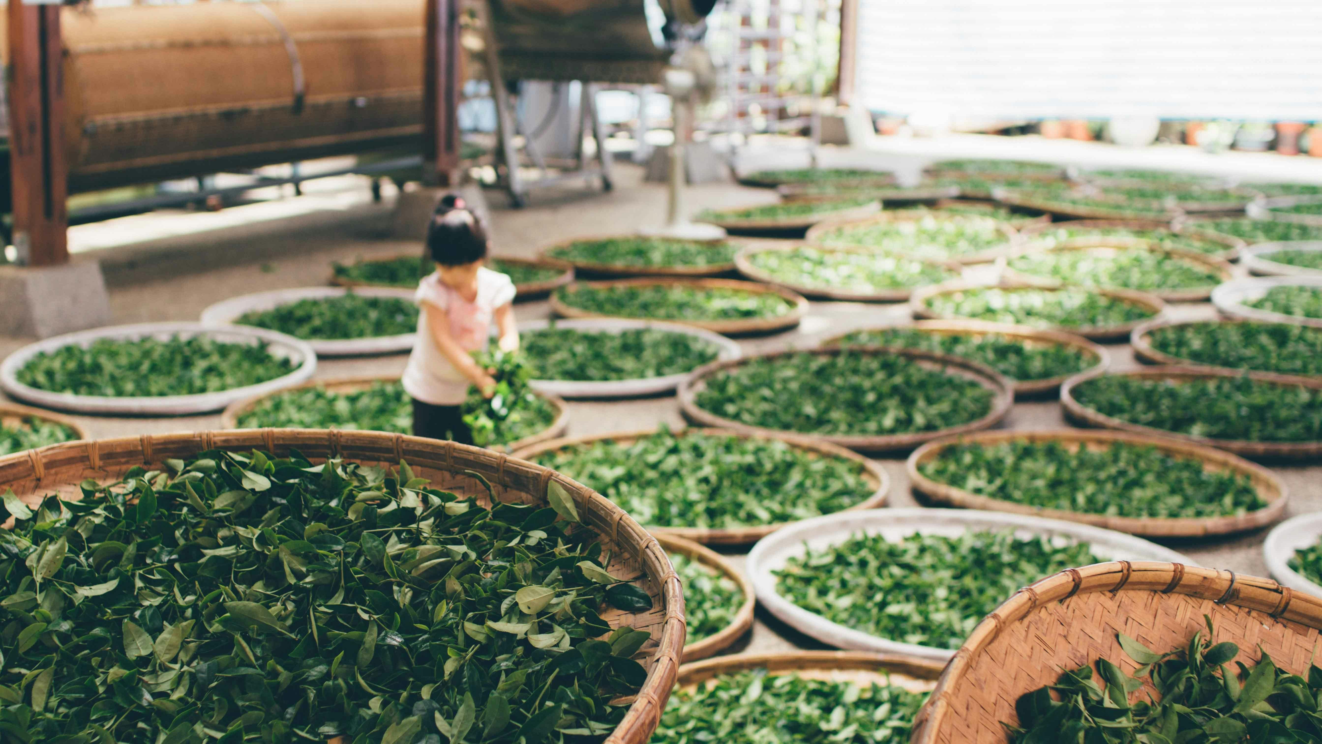 来自云南山区的好味道，一起来听普洱茶倾诉属于它的故事 (下）