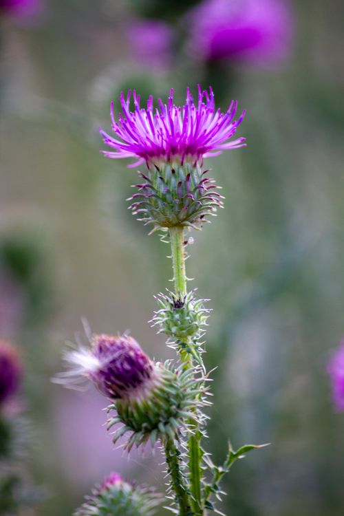 Free Vibrant close-up of a purple thistle flower with a soft-focus meadow background. Stock Photo