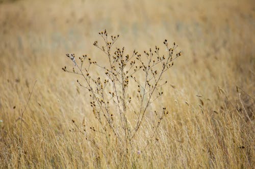 Free Close-up of a Weed Growing on a Field  Stock Photo