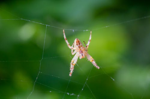Free Brown Spider on Web in Close Up Photography Stock Photo