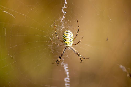 Spider on Cobweb
