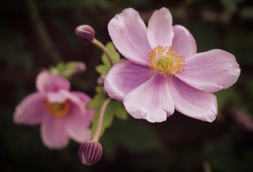 Beautiful Pink Anemone Flowers in Tilt Shift Lens