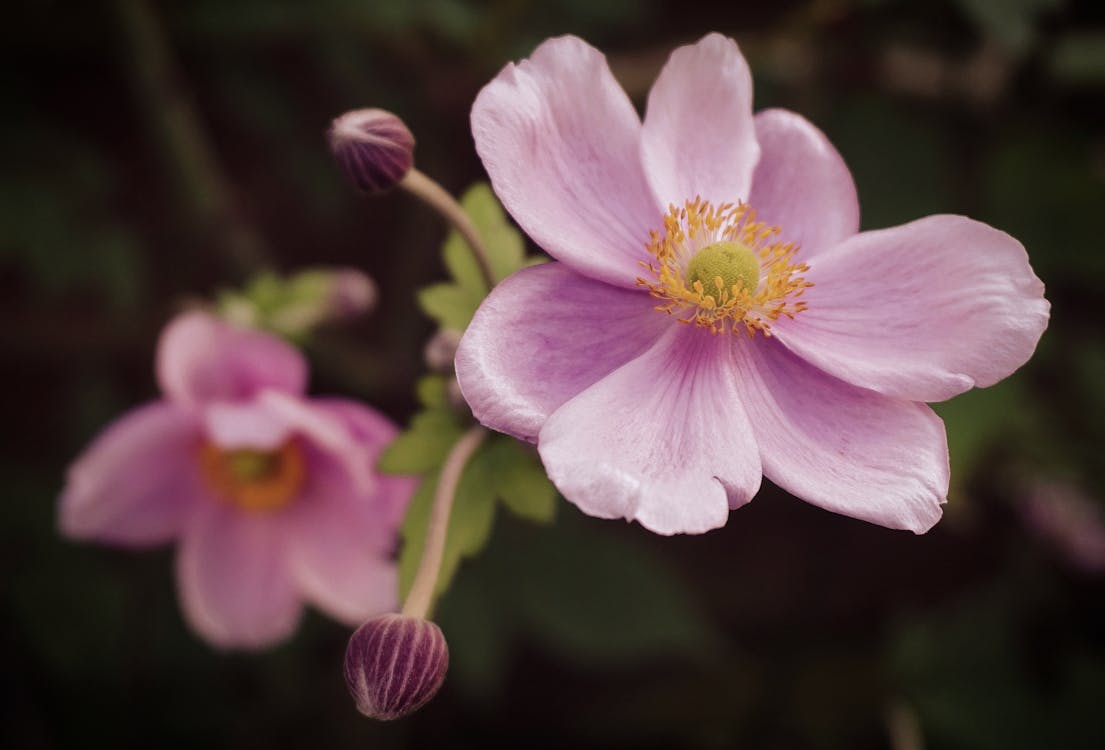 Herbst-Anemone