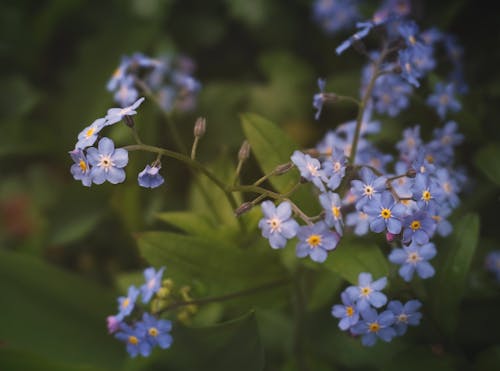 Beautiful Blue Flowers in Tilt Shift Lens