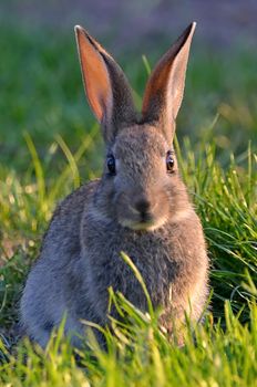 rabbit photo