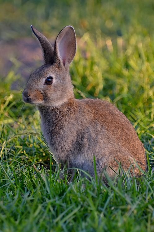 Cute Rabbit in Close Up · Free Stock Photo