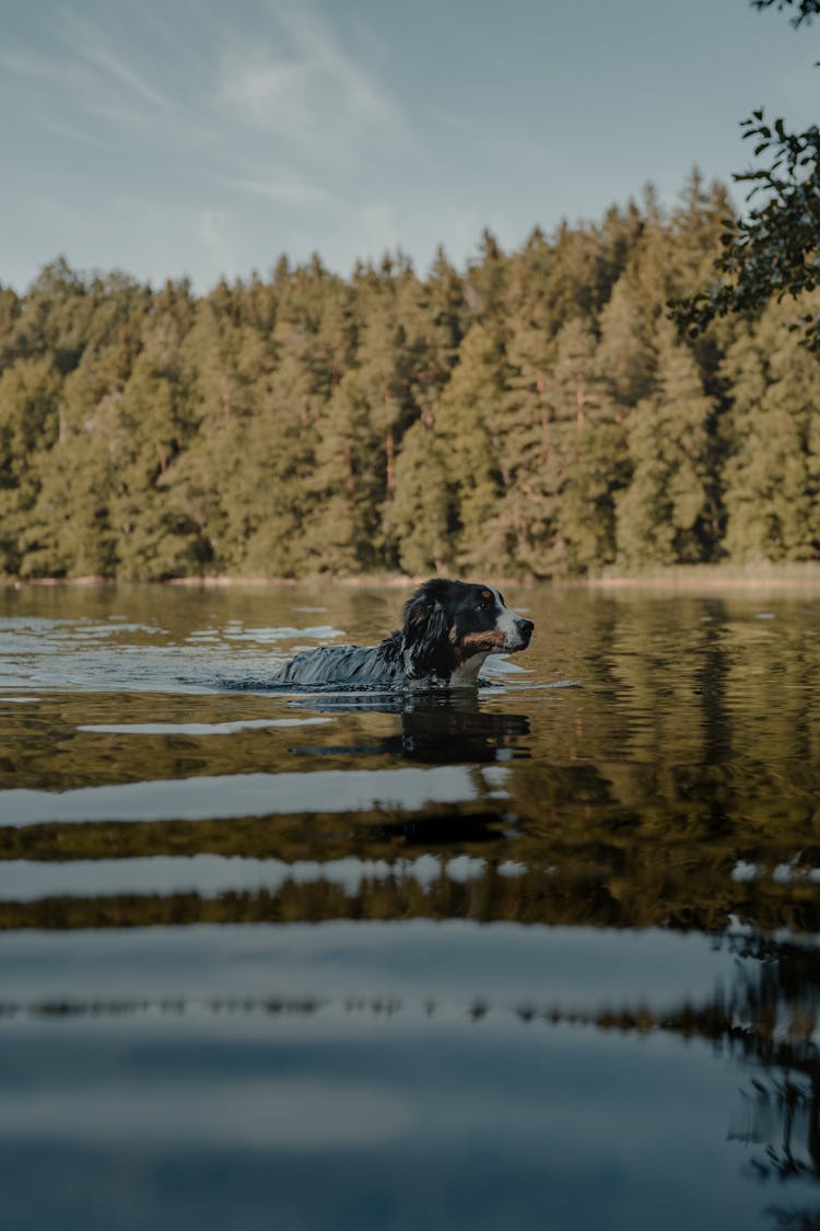 Dog Swimming In Lake